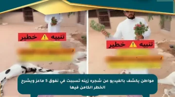 مواطن يكشف بالفيديو عن شجرة زينة تسببت في نفوق 5 ماعز ويشرح الخطر الكامن فيها